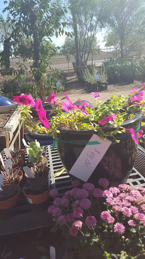 Garden Center «Moon Valley Nurseries West Valley / Avondale», reviews and photos, 11320 W Indian School Rd, Avondale, AZ 85323, USA