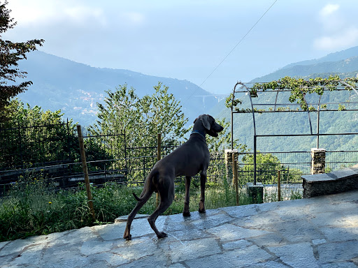 Pensioni per cani e dog hotel a Animals  Residence