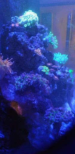 Tropical Fish Store «Blakes Aqua Den LLC», reviews and photos, 1263 E Main St, Meriden, CT 06450, USA