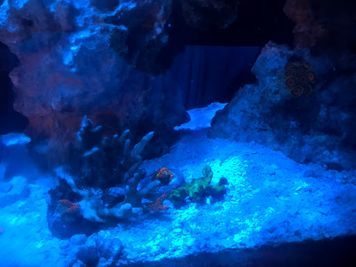Tropical Fish Store «Nemo Aquarium», reviews and photos, 1560 Indian Trail Rd #106, Norcross, GA 30093, USA