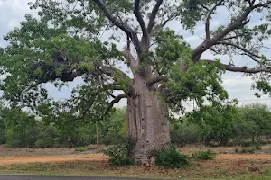 Baobab Tree Reserve image
