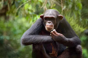 Tacugama Chimpanzee Sanctuary image