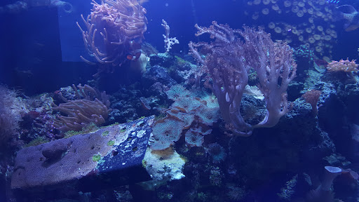 Tropical Fish Store «Saltwater Paradise», reviews and photos, 1313 W Airport Fwy, Irving, TX 75062, USA