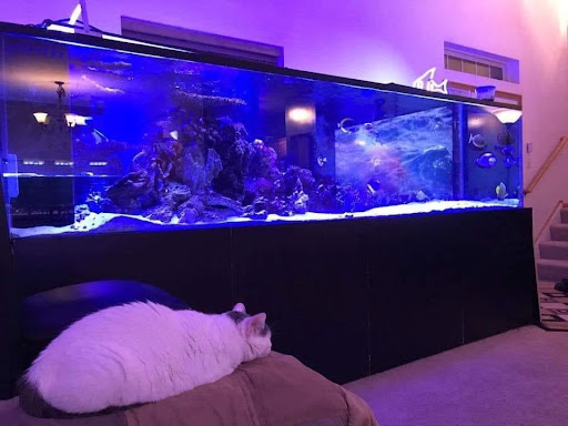 Tropical Fish Store «Glasscages.com LLC», reviews and photos, 1500 E Piney Rd, Dickson, TN 37055, USA