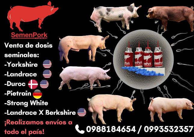 SemenPork - Veterinario