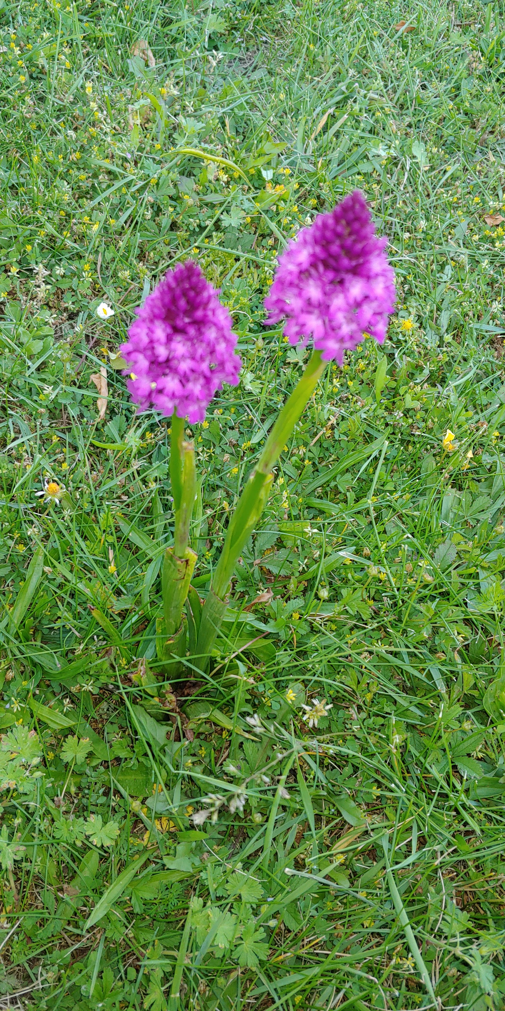 Photo n° 2 de l'avis de Isabelle.G fait le 27/07/2020 à 11:11