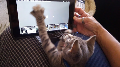 Pet Store «A to Z Pets», reviews and photos, 16010 SE Division St, Portland, OR 97236, USA