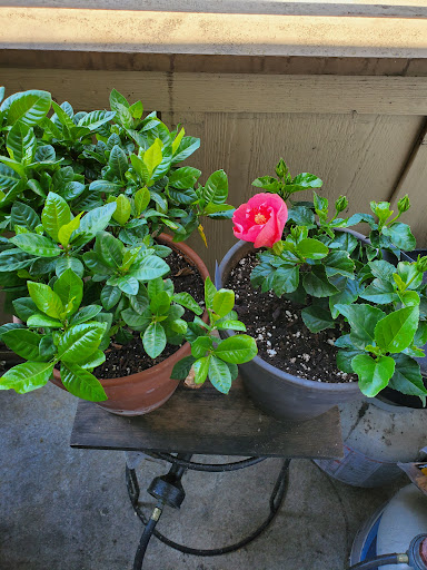 Fred Meyer Garden Center