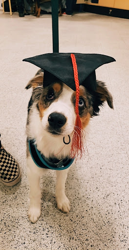 Pet Supply Store «PetSmart», reviews and photos, 6675 S Virginia St, Reno, NV 89511, USA