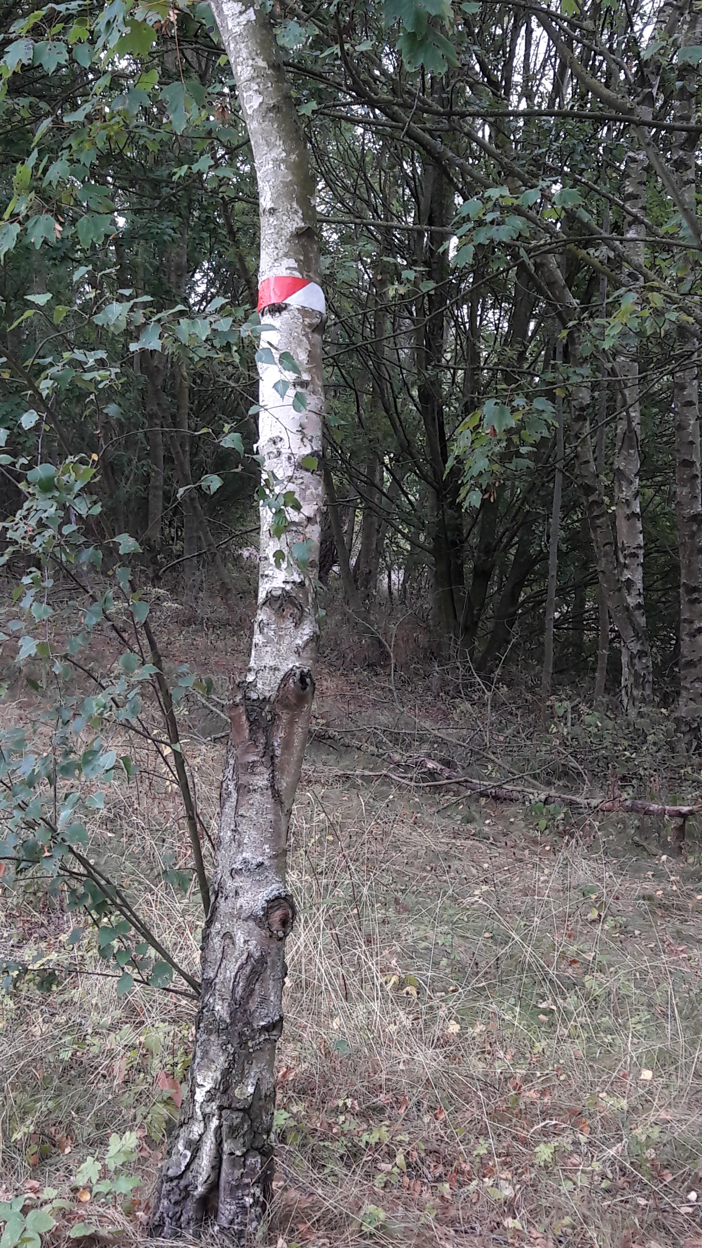 Photo n° 38 de l'avis de Alfa.l fait le 12/09/2019 à 04:09