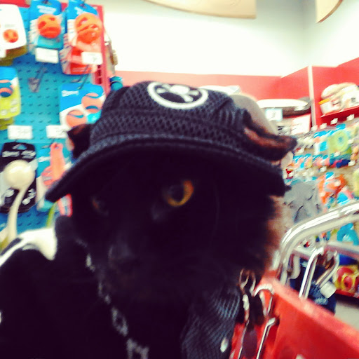 Pet Supply Store «Petco Animal Supplies», reviews and photos, 1660 Orchard Gateway Blvd, North Aurora, IL 60542, USA