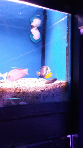 Aquarium «Crystal Reef Aquariums», reviews and photos, 311 Pass Rd, Gulfport, MS 39507, USA