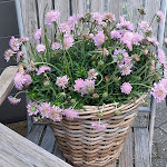 Photo n°2 de l'avis de HB. fait le 10/06/2022 à 06:14 sur le  Restaurant Zur Post à Zwingenberg