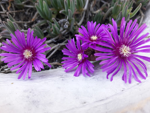 History Museum «Fulton Mansion State Historic Site», reviews and photos, 317 Fulton Beach Rd, Rockport, TX 78382, USA