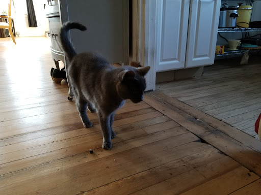 Pet Supply Store «Positively Pets», reviews and photos, 317 Windsor Hwy # 200, New Windsor, NY 12553, USA