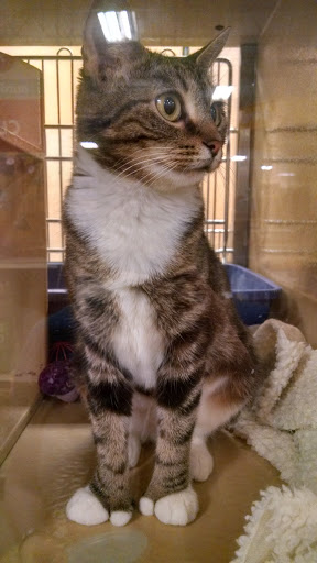 Pet Supply Store «PetSmart», reviews and photos, 8175 Arbor Square Dr, Mason, OH 45040, USA