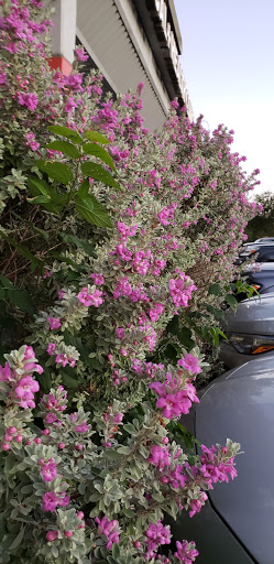 Grocery Store «Hong Kong Supermarket», reviews and photos, 8557 Research Blvd, Austin, TX 78758, USA