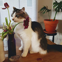 KittyCare - Photo 4 - Car repair in Boise, ID, Boise