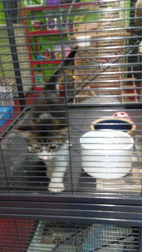 Pet Store «World Wide Pets», reviews and photos, 1307 Fayetteville Rd, Van Buren, AR 72956, USA