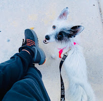 The Dean of Dogs - Photo 4 - Car repair in Brooklyn, NY, New York