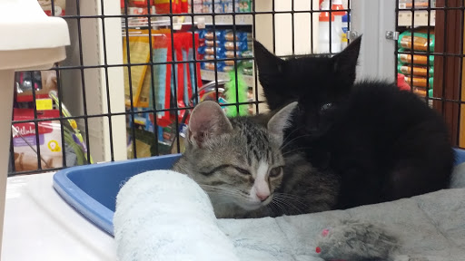 Pet Supply Store «Pet Supermarket», reviews and photos, 11160 Panama City Beach Pkwy #402, Panama City Beach, FL 32407, USA