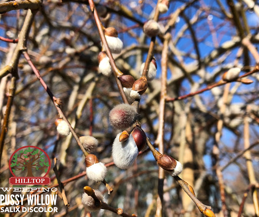 Garden Center «Hilltop Nursery & Garden Center», reviews and photos, 2028 Albany Post Rd, Croton-On-Hudson, NY 10520, USA