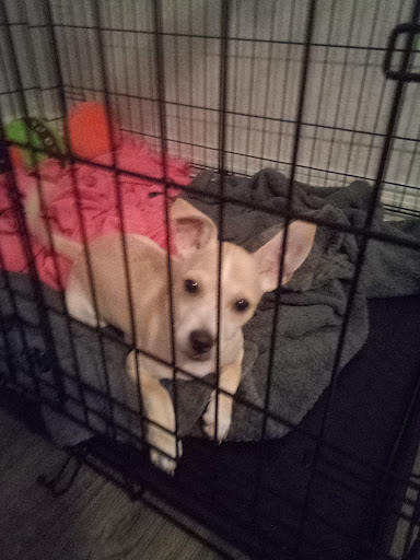 Pet Supply Store «PetSmart», reviews and photos, 1561 N Dysart Rd, Avondale, AZ 85323, USA