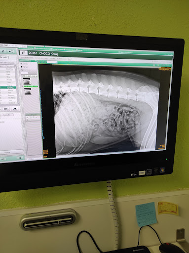 Creu de La Mà Veterinaris en Figueres