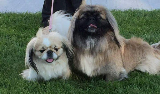 Pet Supply Store «Petco Animal Supplies», reviews and photos, 16710 Royalton Rd, Strongsville, OH 44136, USA