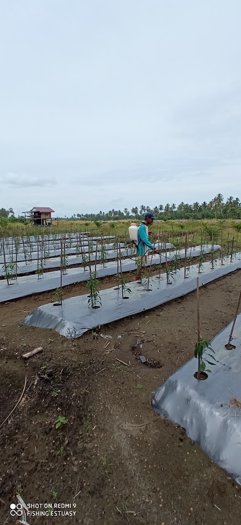 Kebun Marvian Hendra 2 Photo