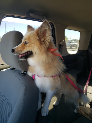 Pet Supply Store «PetSmart», reviews and photos, 3260 Stockton Hill Rd, Kingman, AZ 86409, USA