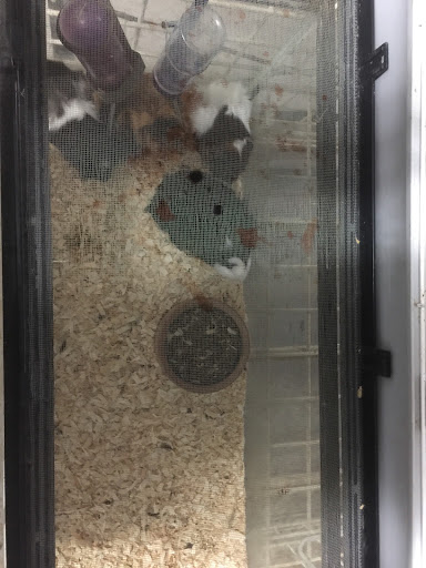 Pet Store «Island Pet Shop», reviews and photos, 55 Goodwin Dr # 102, Merritt Island, FL 32952, USA