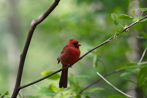 Nature Preserve «Clyde Shepherd Nature Preserve», reviews and photos, 2580 Pine Bluff Dr, Decatur, GA 30033, USA