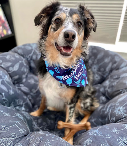 Caring Hands Animal Hospital - Ashburn image