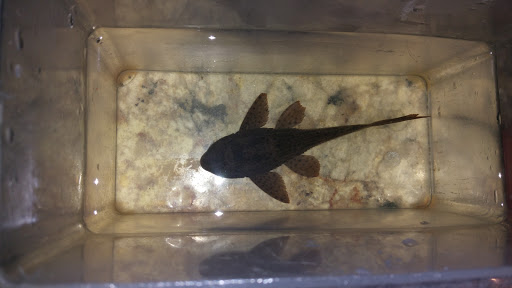 Tropical Fish Store «Fish Finatics», reviews and photos, 7037 Manlius Center Rd, East Syracuse, NY 13057, USA