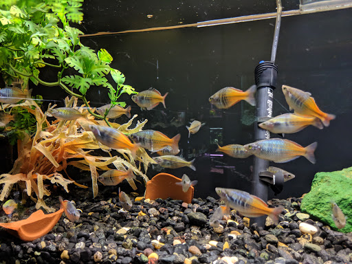 Tropical Fish Store «Fish Den Inc.», reviews and photos, 5055 W 44th Ave, Denver, CO 80212, USA