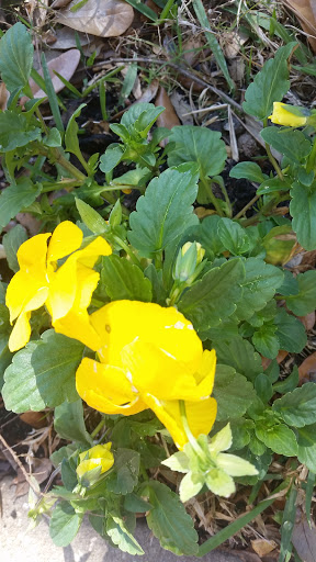 Golf Club «Marriott Golf Academy», reviews and photos, 12001 Ave Verde, Orlando, FL 32821, USA