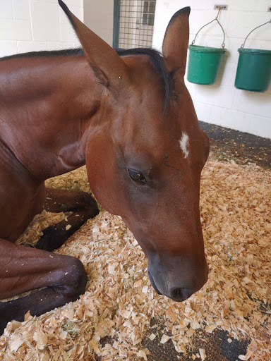 Ocala Equine Hospital image