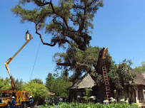 Branching Out Tree Service & Landscaping LLC. - Photo 8 - Car repair in Fredericksburg, VA, Fredericksburg