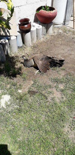 Radiadores El Guero