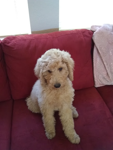 Pet Supply Store «Pet Supermarket», reviews and photos, 4316 Commercial Way, Spring Hill, FL 34606, USA