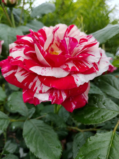 Garden Center «Riverview Tree & Landscaping, Inc.», reviews and photos, 3049 Pricetown Rd, Temple, PA 19560, USA