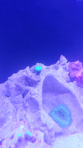 Tropical Fish Store «Blue Earth Corals & Aquariums», reviews and photos, 5791 Desoto Rd, Lake Worth, FL 33463, USA