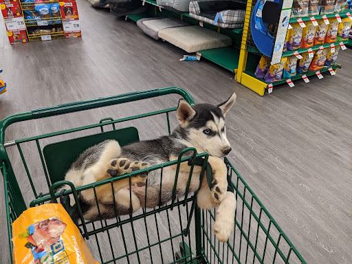 Pet Supply Store «Pet Supplies Plus», reviews and photos, 3100 Manchester Rd, Akron, OH 44319, USA