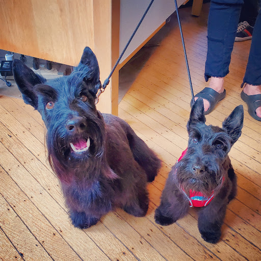 Pet Store «Pawsh Dog Boutique», reviews and photos, 31 Gloucester St, Boston, MA 02115, USA