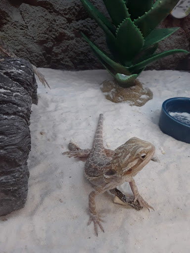 Pet Supply Store «Petco Animal Supplies», reviews and photos, 12801 Chenal Pkwy, Little Rock, AR 72211, USA