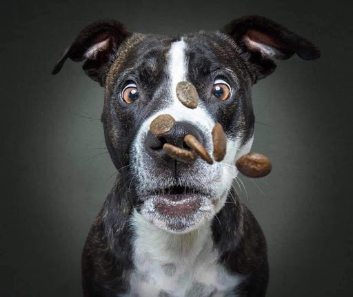 Pet Supply Store «PetSmart», reviews and photos, 1742 E 3rd St, Williamsport, PA 17701, USA