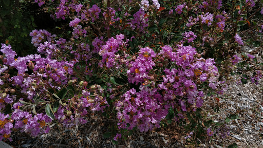 Park «The Crape Myrtle Trails of McKinney», reviews and photos, 6452 Collin McKinney Pkwy, McKinney, TX 75070, USA