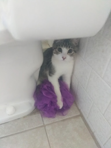 Pet Supply Store «PetSmart», reviews and photos, 4240 S Mooney Blvd, Visalia, CA 93277, USA