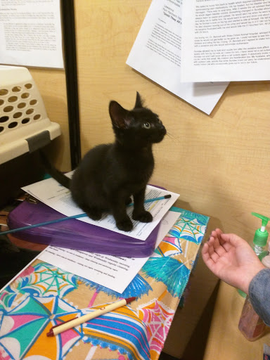 Pet Supply Store «PetSmart», reviews and photos, 11835 Retail Dr, Wake Forest, NC 27587, USA